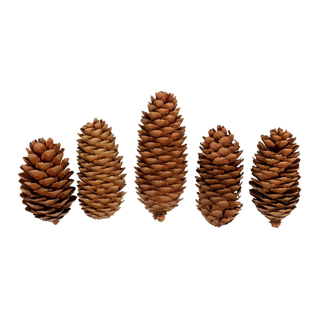Blumentag CIF-01 Шишки еловые 5 шт. 01 Ель