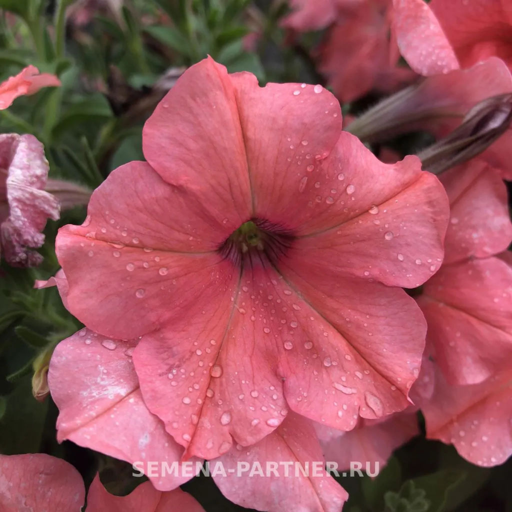 Петуния Кэнди Эвелина прямостоячая коралловая - Партнер фото 5