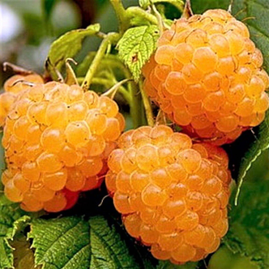 Малина Золотой гигант крупноплодная (коробка) 1шт