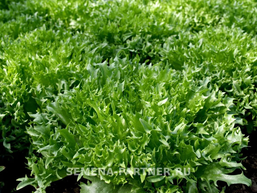 Салат листовой Фриллис - Партнер фото 3