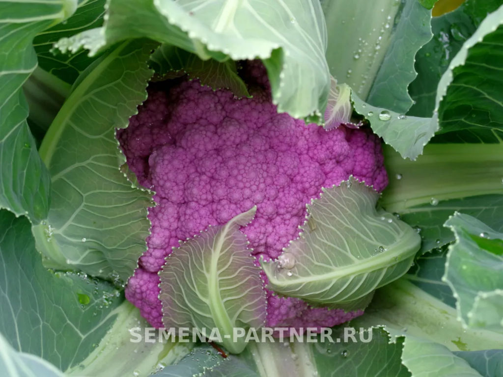 Капуста цветная Деперпл (фиолетовый) - Партнер фото 4