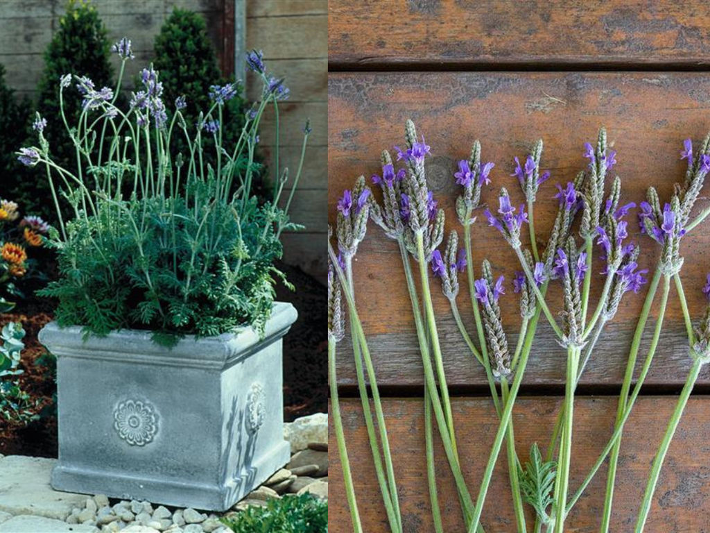 Лаванда Спениш Айс - Долина роз фото 3