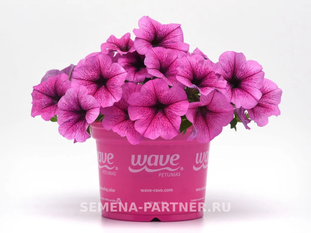 Петуния Изи Вэйв Плум Вайн каскадно-ампельная - Партнер фото 5