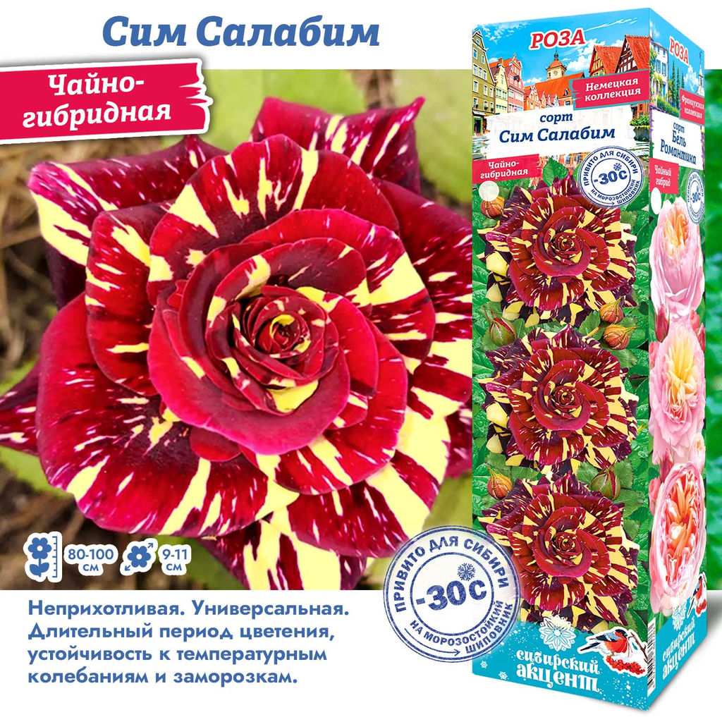 Роза Сим Салабим (Чайно-гибридная) 1шт