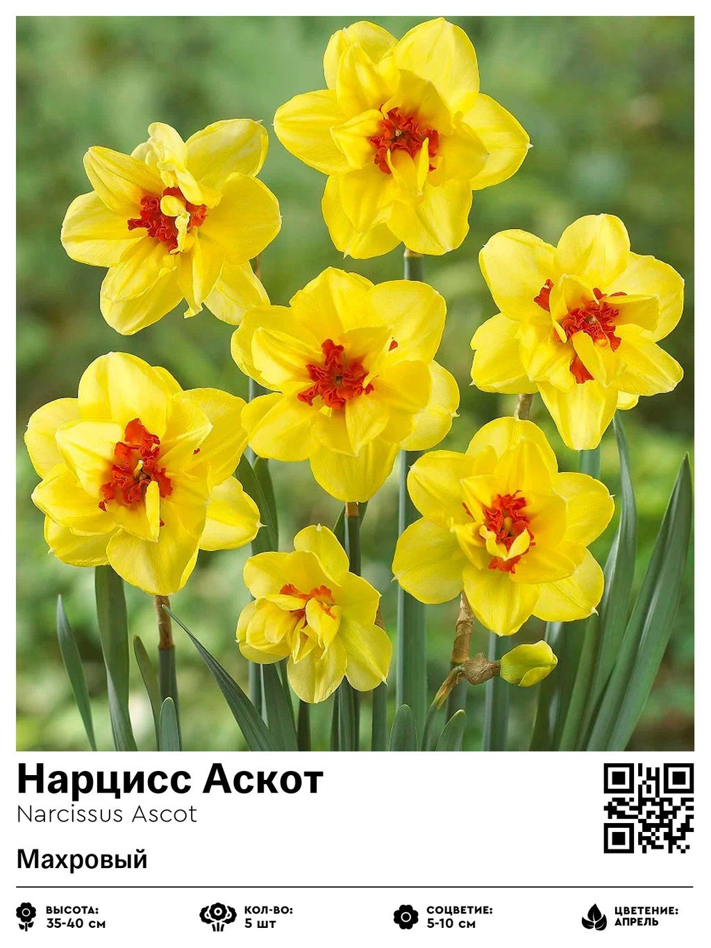 Нарцисс Ascot (Махровый) - Голландские луковицы фото 2