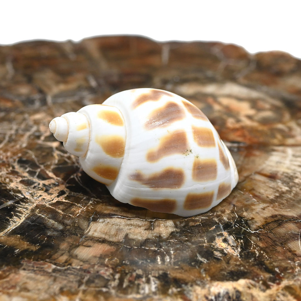 Ракушки природные "Пятнистая бабилония" 15*30мм, 3 ракушки Радуга камня