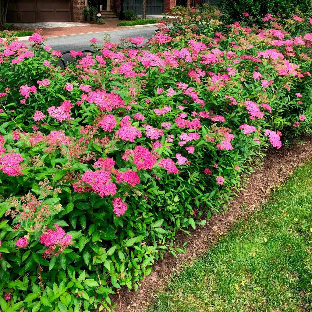 Спирея японская Neon Flash - САДовник фото 2