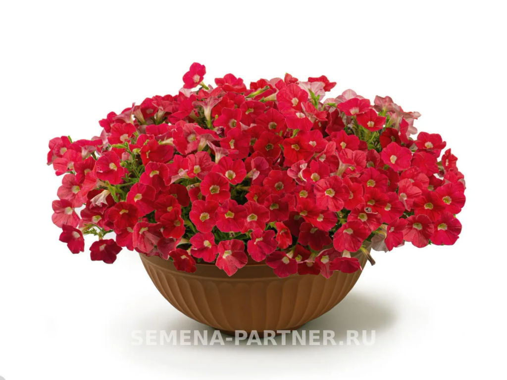 Петуния Зацветёт Middl Корал Кисс полуампельная - Партнер фото 5