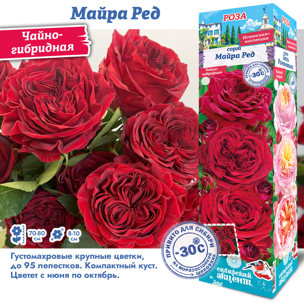 Роза Майра Ред (Чайно-гибридная) 1шт