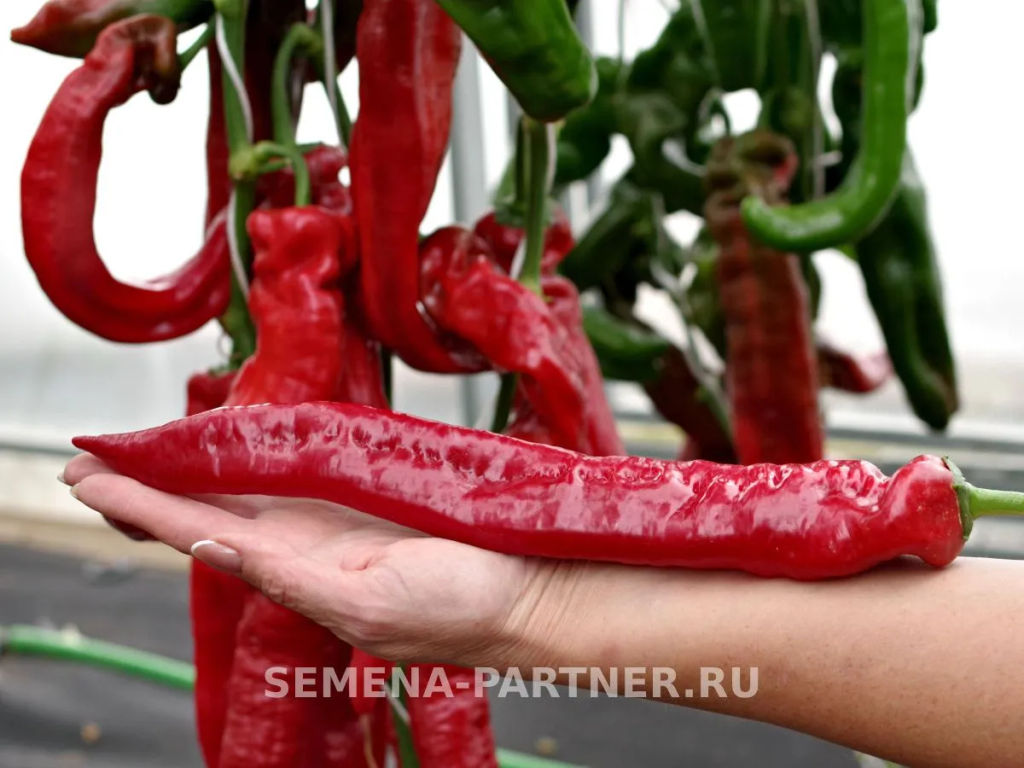 Перец сладкий Рубине - Партнер фото 5