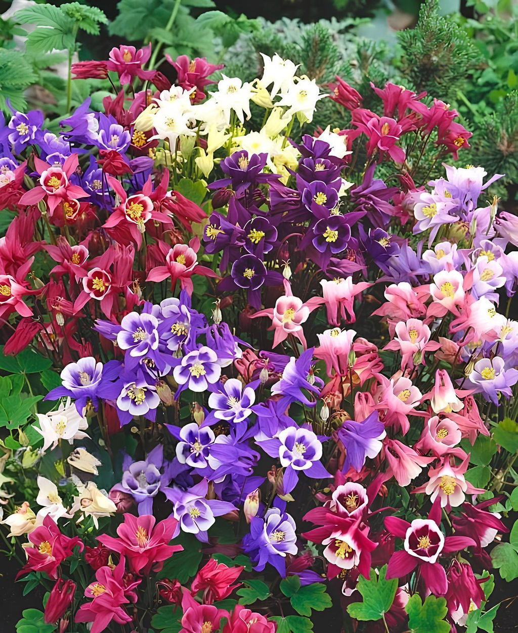 Аквилегия Biedermeier Mix - Голландские луковицы фото 2