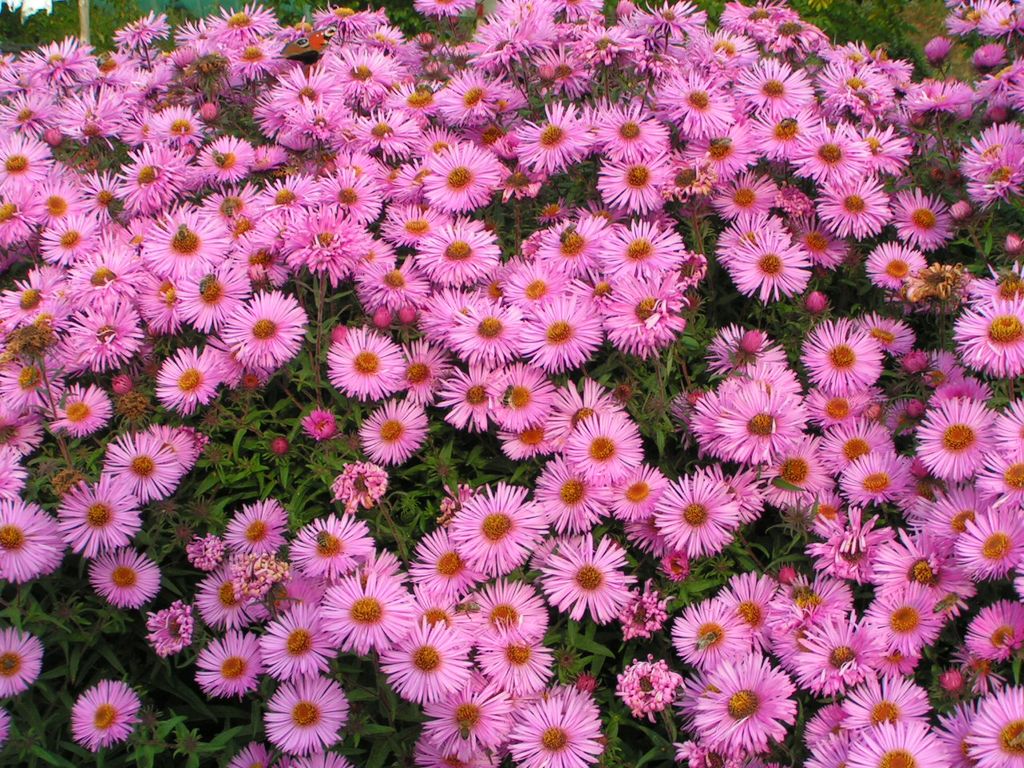 Астра новоанглийская смесь 2 года ЗКС тара 2л высота 15-30см. - Наша дача фото 2