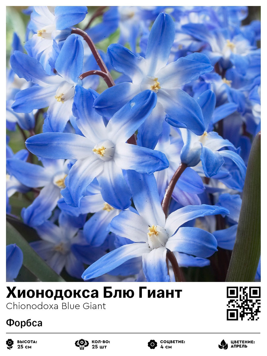 Хионодокса Blue Giant - Голландские луковицы фото 2