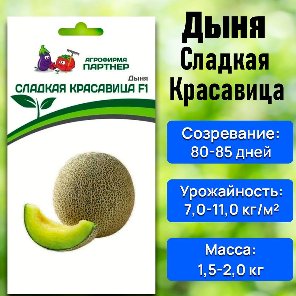 Дыня Сладкая Красавица - Партнер фото 2