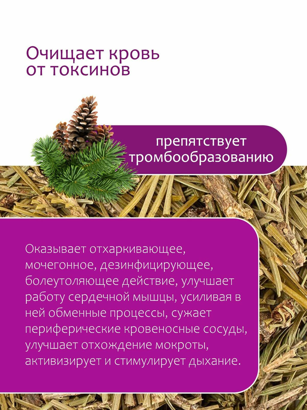 Пихтовая лапка - Травы горного крыма фото 3