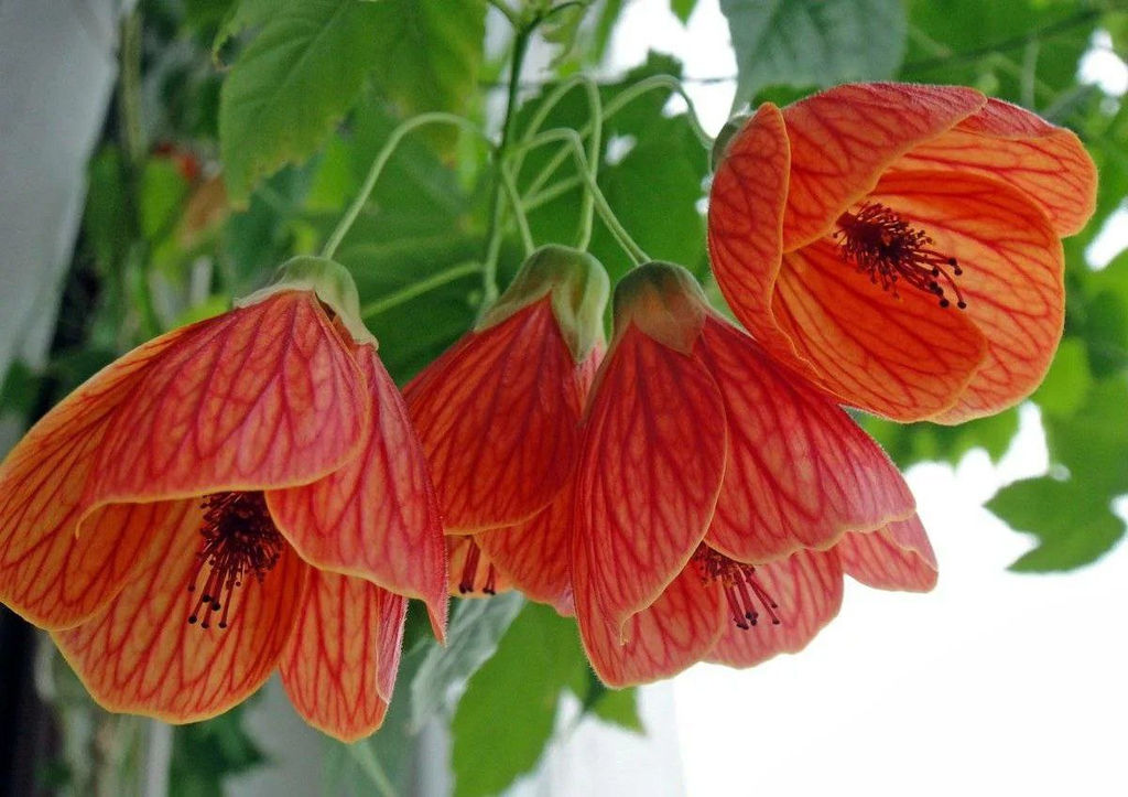 Абутилон (комнатный клён) пересорт, цветы розовые, бордовые, оранжевые)