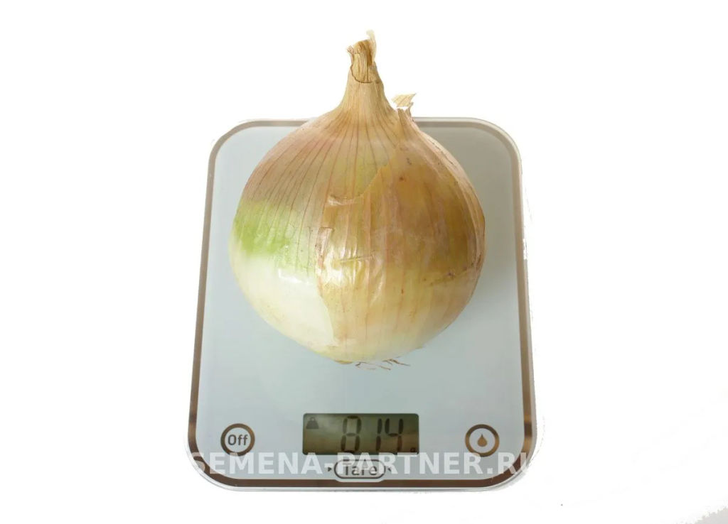 Лук репчатый Эксибишен - Партнер фото 5