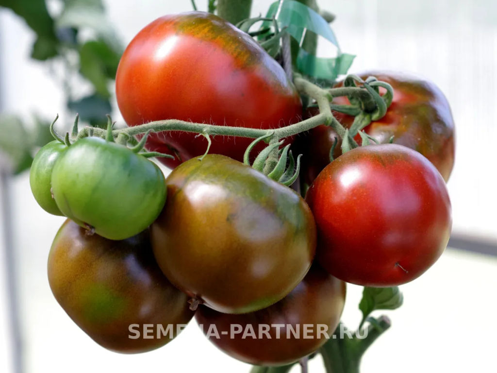Томат Эфиопка - Партнер фото 3