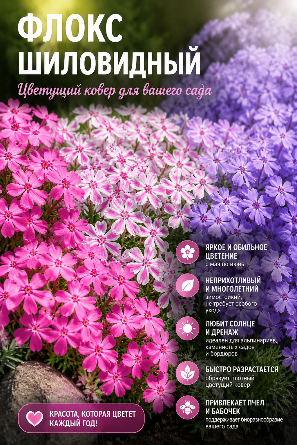 Флокс шиловидный Пёпл Бьюти (С2)