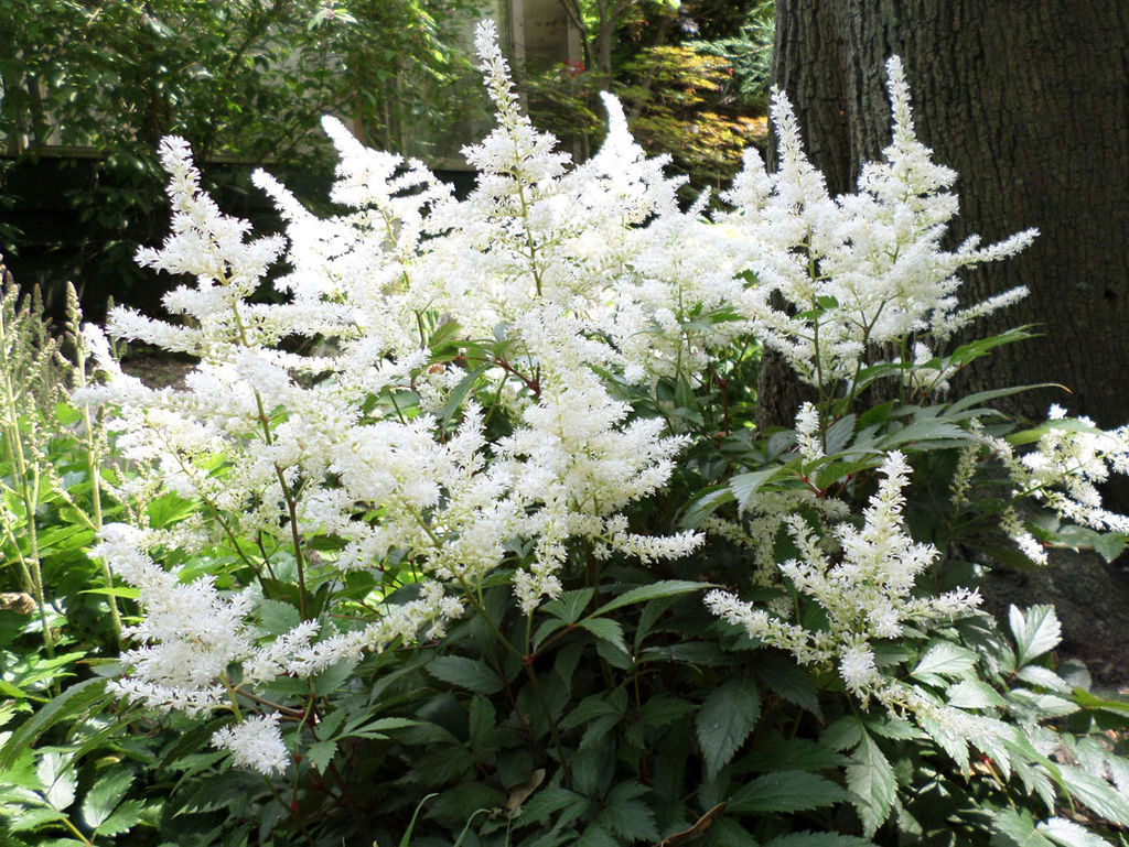 АСТИЛЬБА Вашингтон Разбор 2/3 n Кол-во упак., шт 1