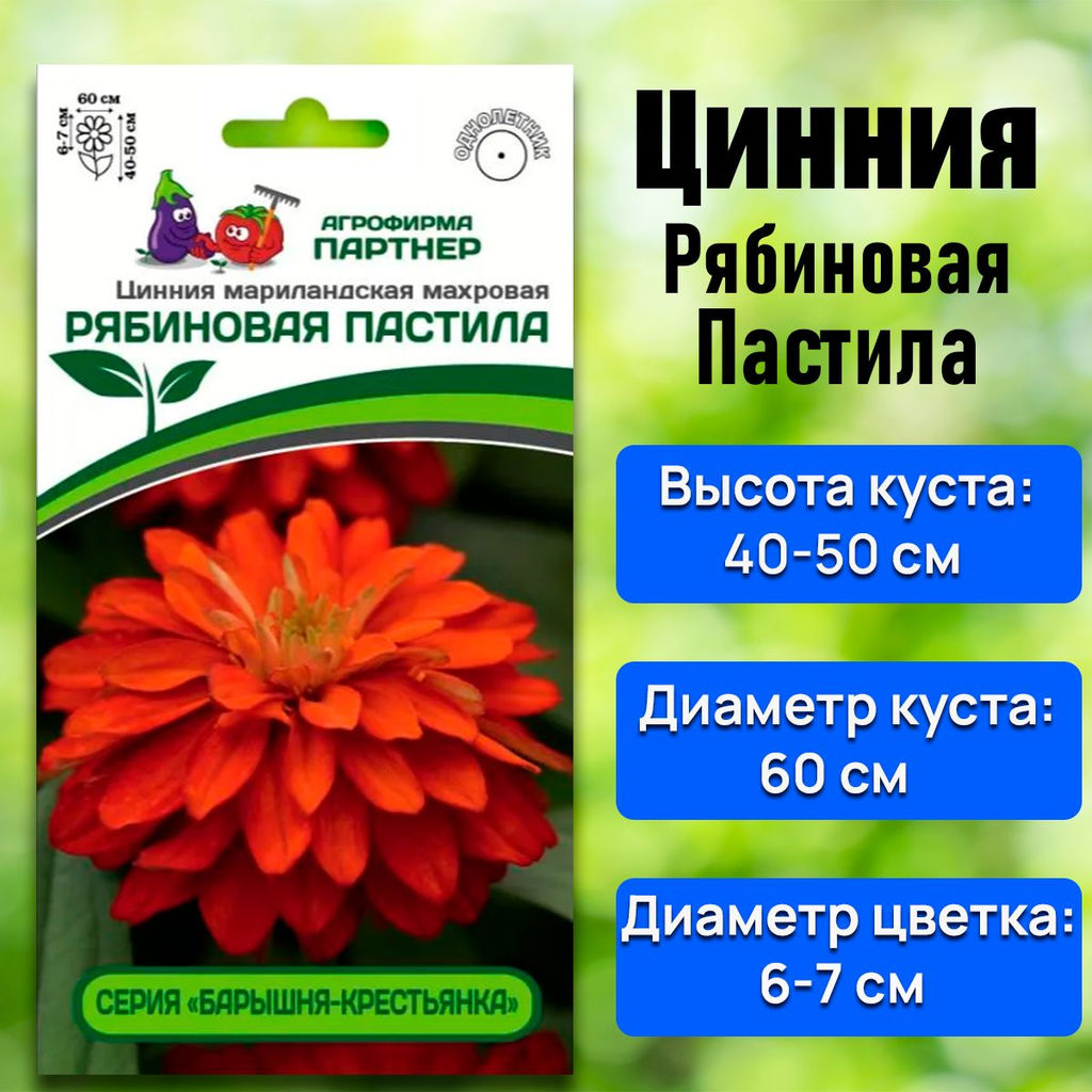 3381P Цинния РЯБИНОВАЯ ПАСТИЛА / мариландская махровая 5шт