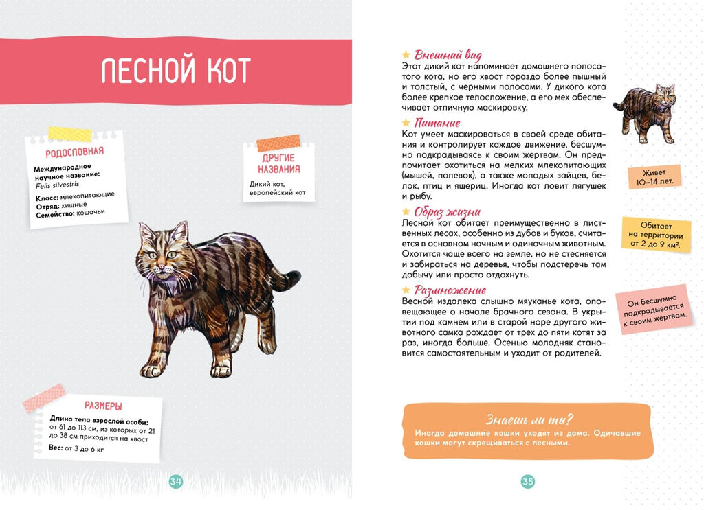 Лесные животные. Жапьо Ксавье - Махаон фото 7