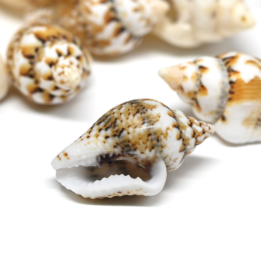 Ракушки природные "Триция сетчатая" 6*10мм, 10г Радуга камня