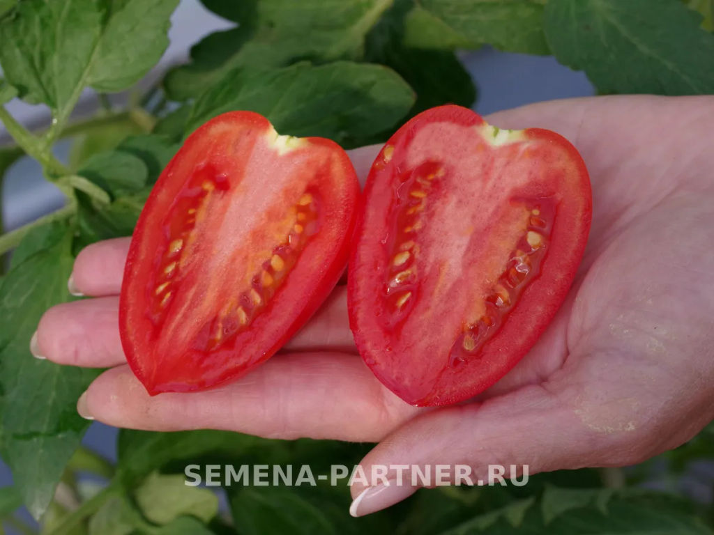 Томат Костик - Партнер фото 7
