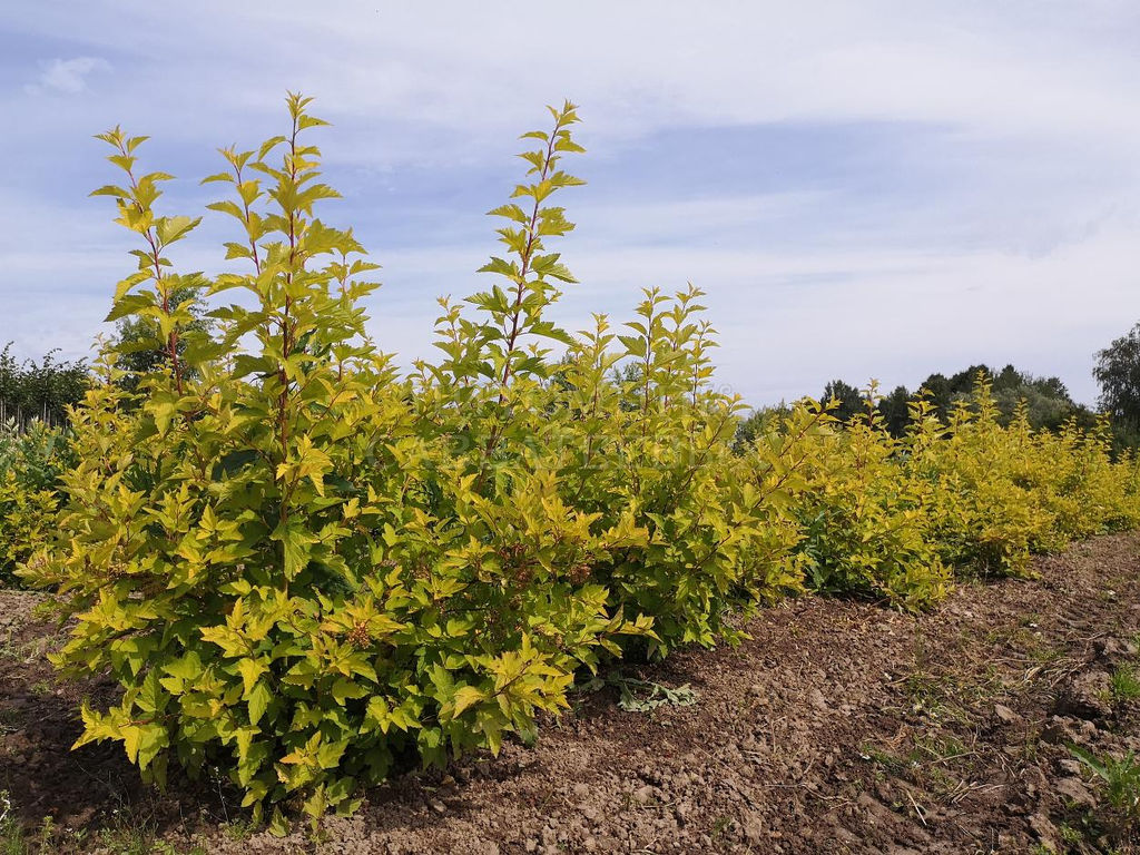 Пузыреплодник калинолистный Luteus - САДовник фото 2