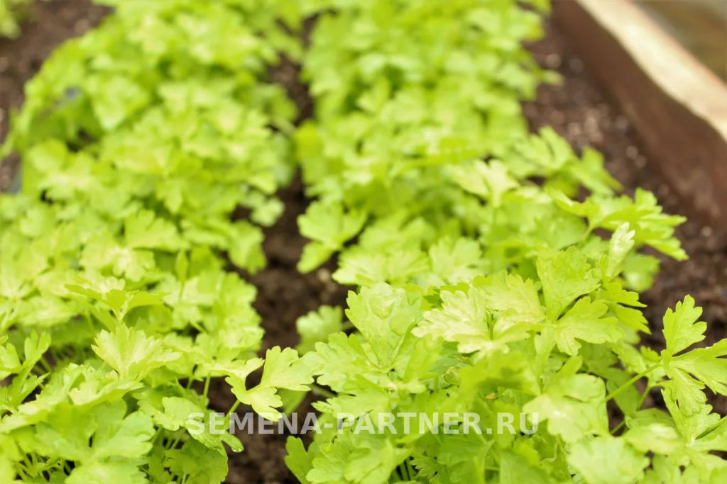 Петрушка листовая Карнавал - Партнер фото 5