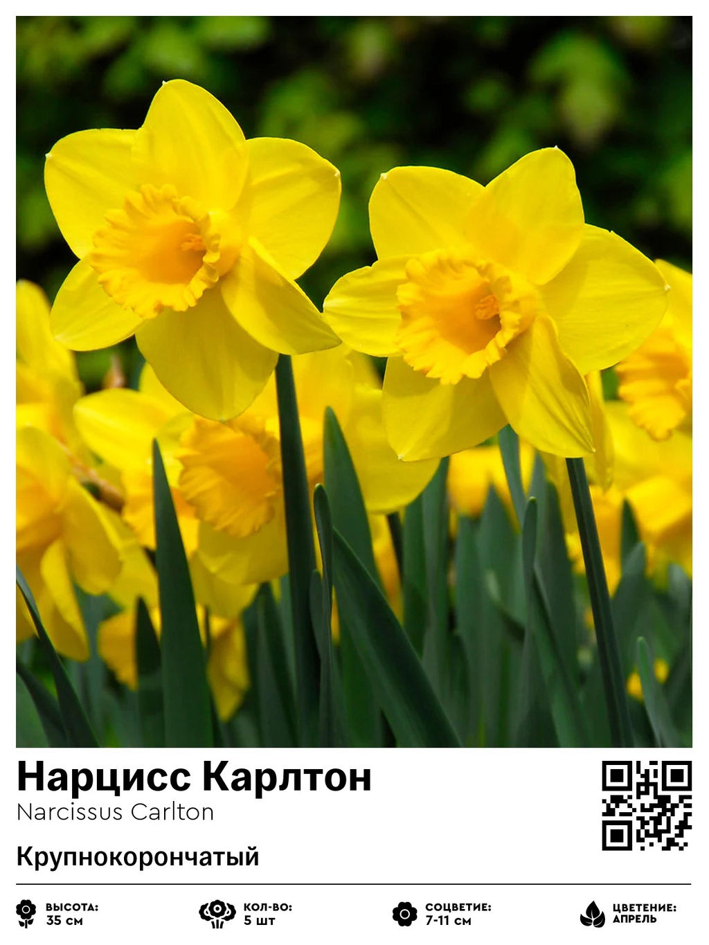 Нарцисс Carlton (Крупнокорончатый) - Голландские луковицы фото 2