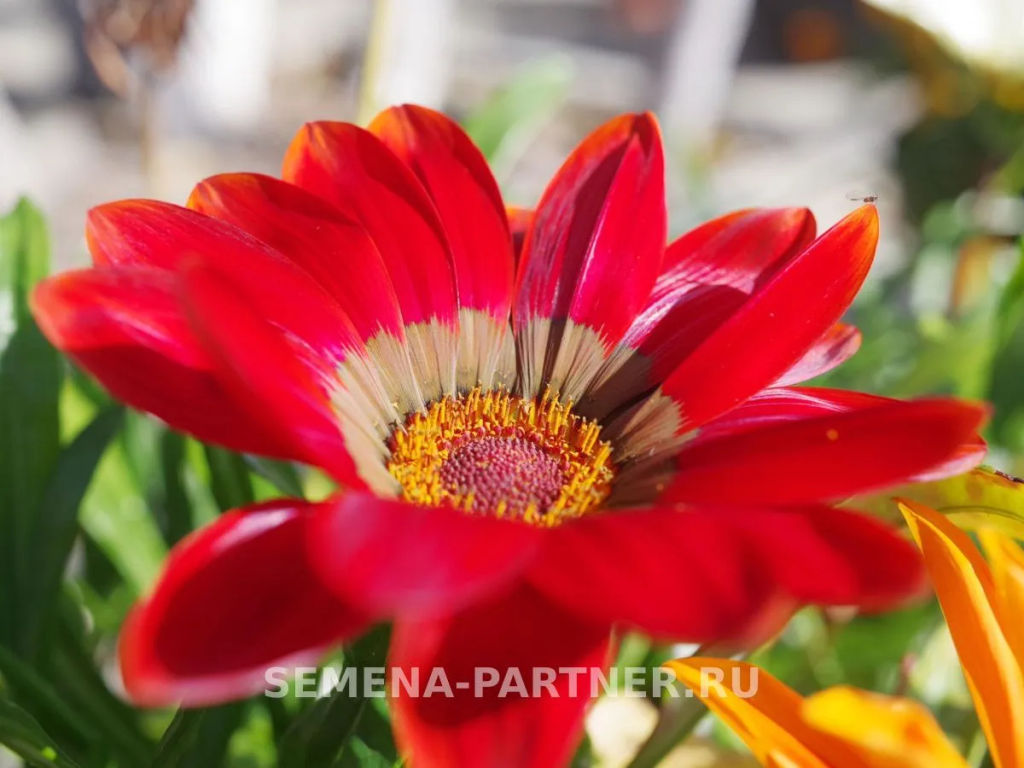 Гацания Майами Бич Микс - Партнер фото 5