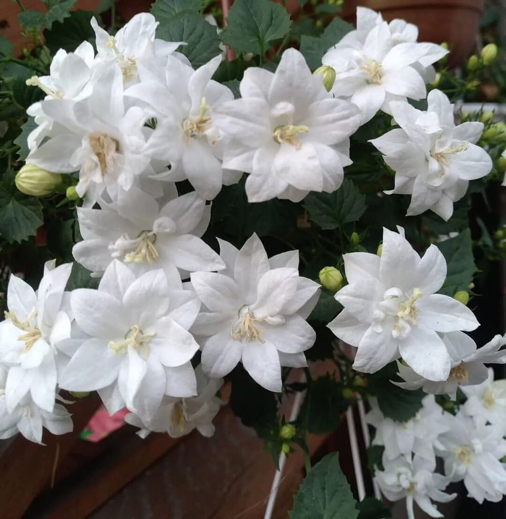 Кампанула белая махровая Невеста, горшок С2