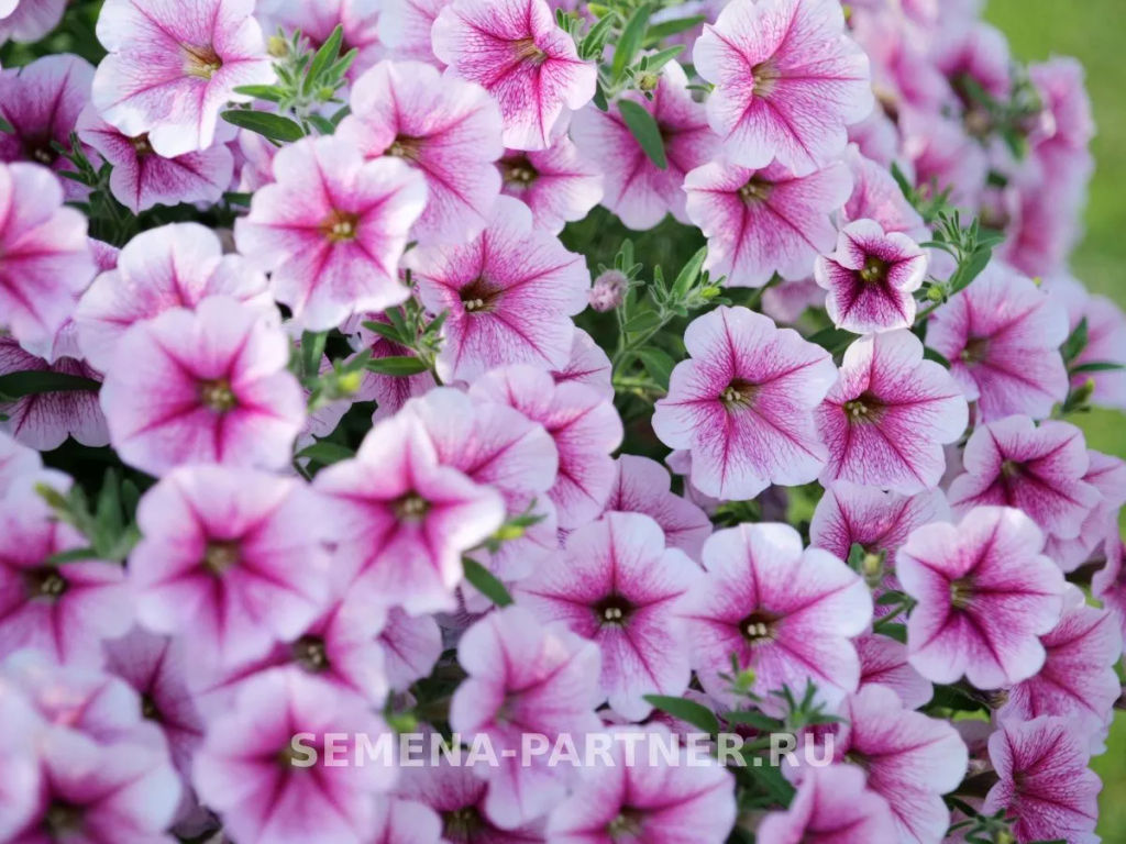 Петуния Зацветёт Long Разли Дазли многоцветковая ампельная - Партнер фото 4