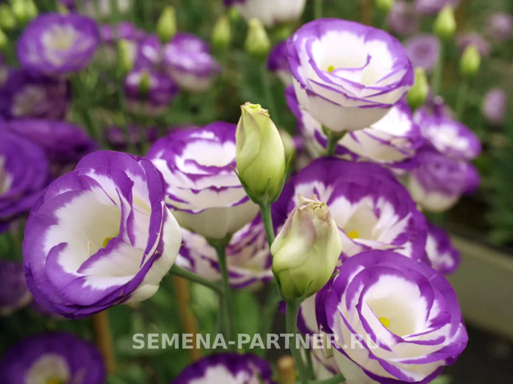 Эустома срезочная махровая голубая Принцесса Каролина - Партнер фото 6