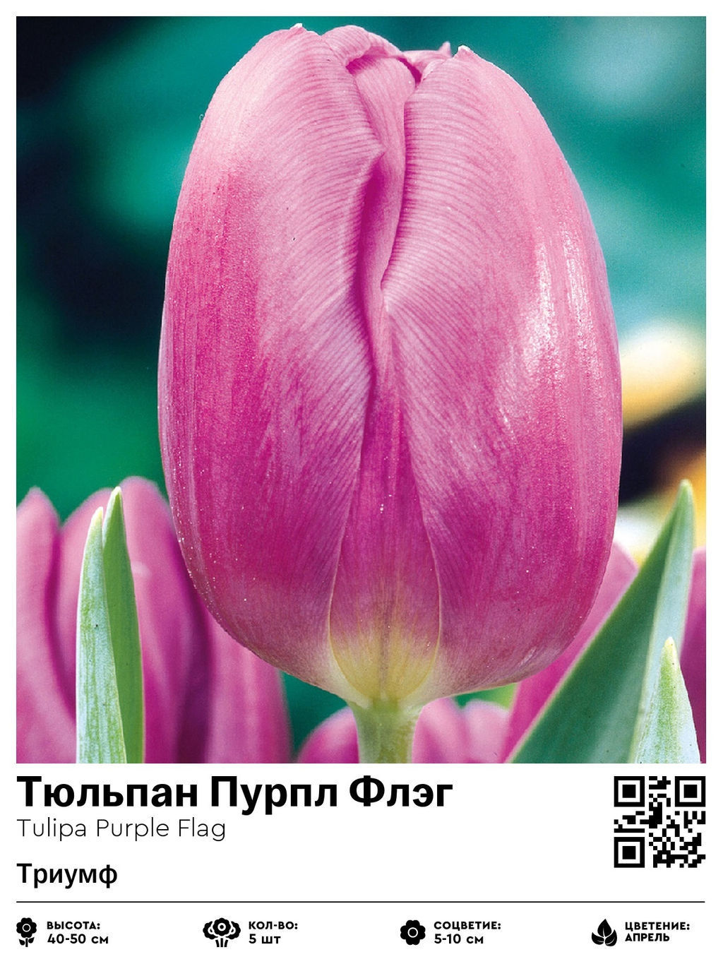 Тюльпан Purple Flag (Триумф) - Голландские луковицы фото 2