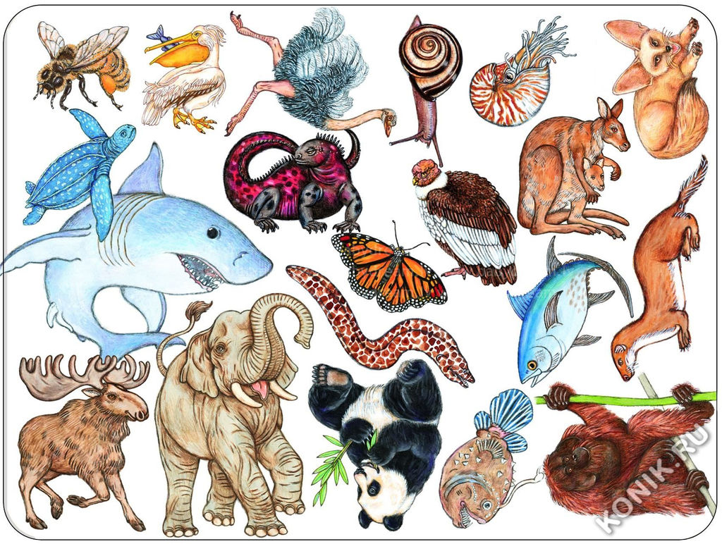 Карточная игра Djeco Занимач  фото 4