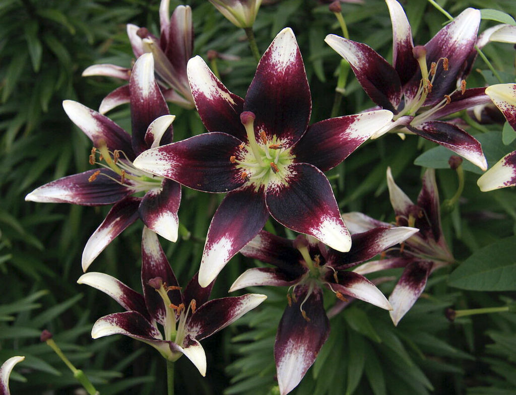 ЛИЛИЯ Неттис Прайд Разбор 12/14 Кол-во упак., шт 5