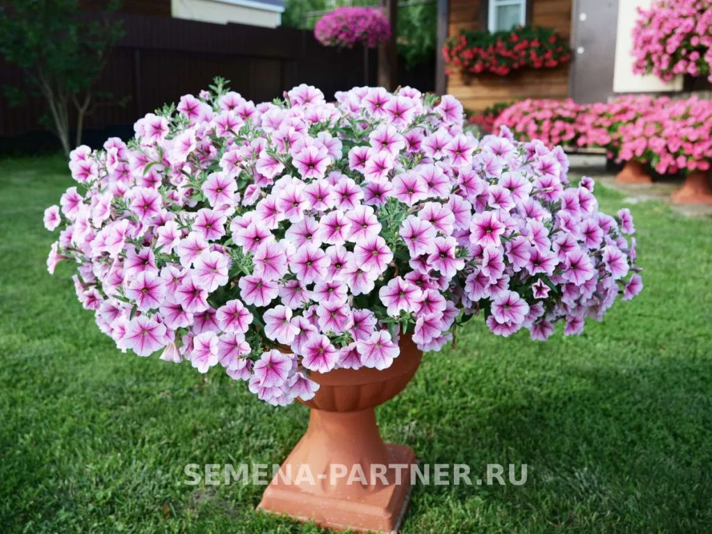 Петуния Зацветёт Long Разли Дазли многоцветковая ампельная - Партнер фото 6