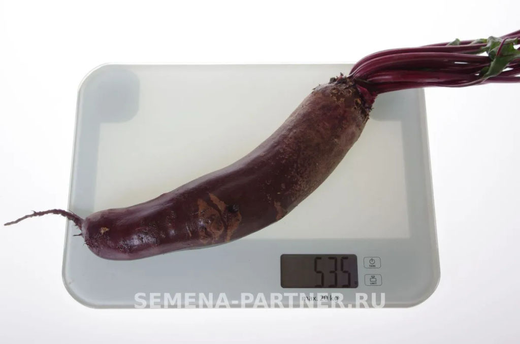 Свекла столовая Таунус - Партнер фото 3