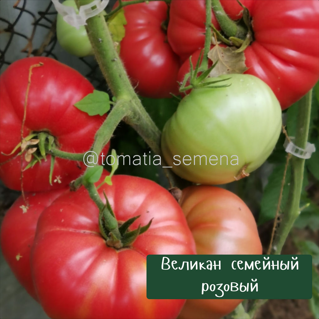 Великан семейный розовый - Tomatia фото 4
