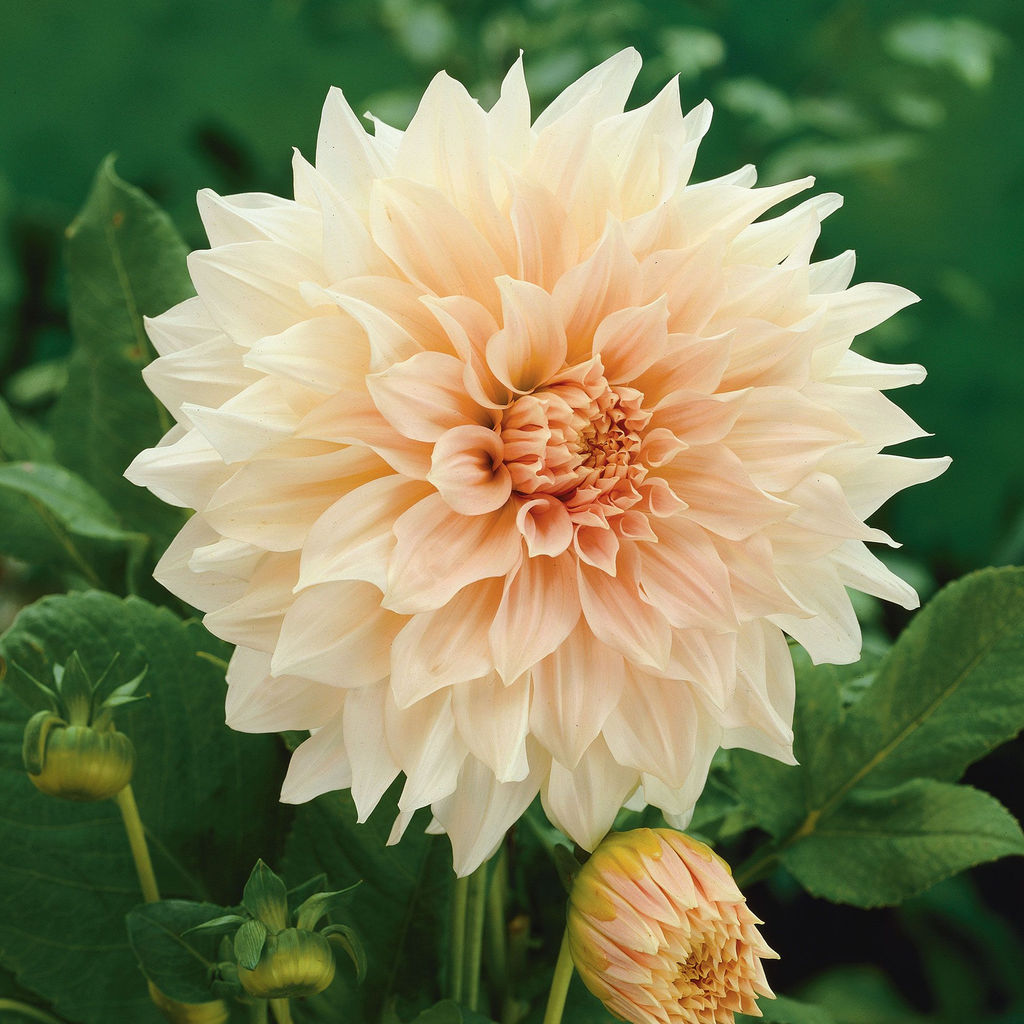 ГЕОРГИНА Кофе О Лейт Разбор I Кол-во упак., шт 1