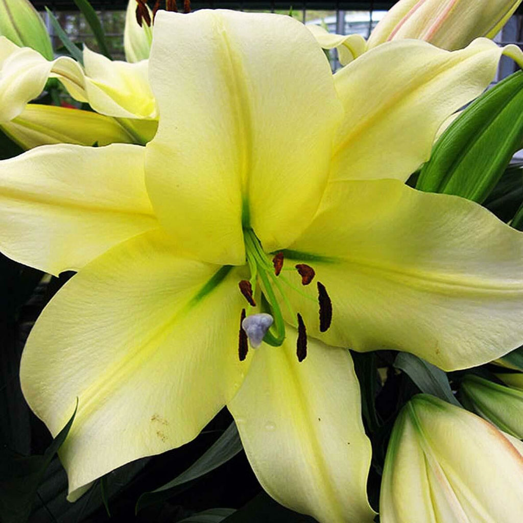 ЛИЛИЯ Биг Бразер Разбор 12/14 Кол-во упак., шт 5