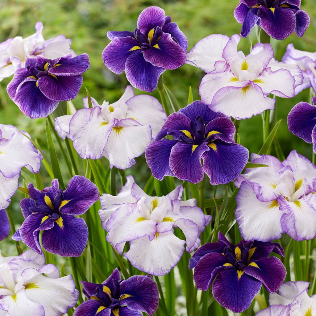 Ирис Ensata Mixed (Мечевидный, махровый) - Голландские луковицы фото 2
