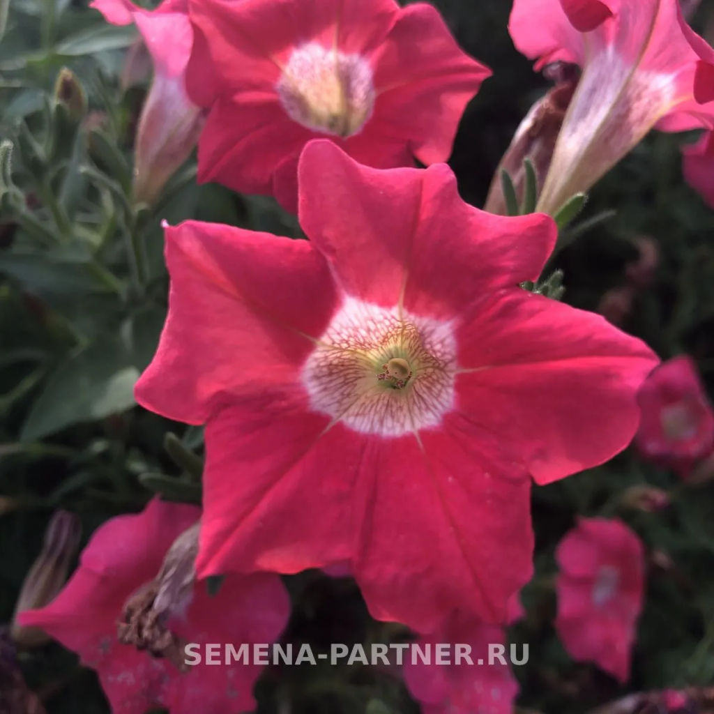 Петуния Ма Шери Сара полуампельная розовая - Партнер фото 5