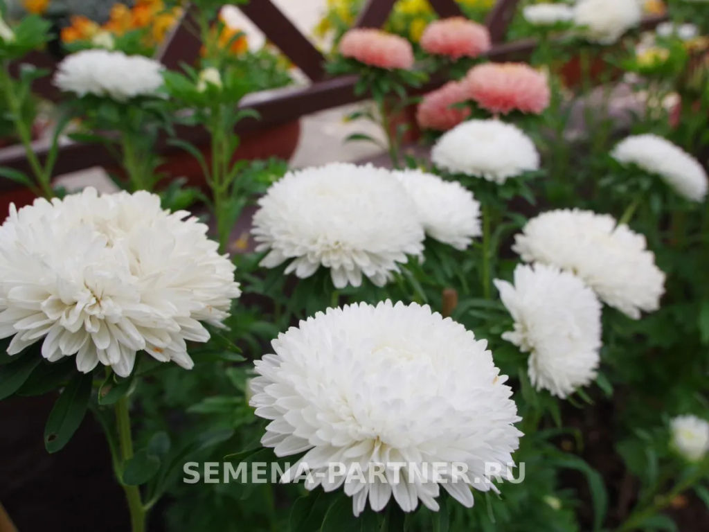 Астра китайская Свадебный Вальс - Партнер фото 6