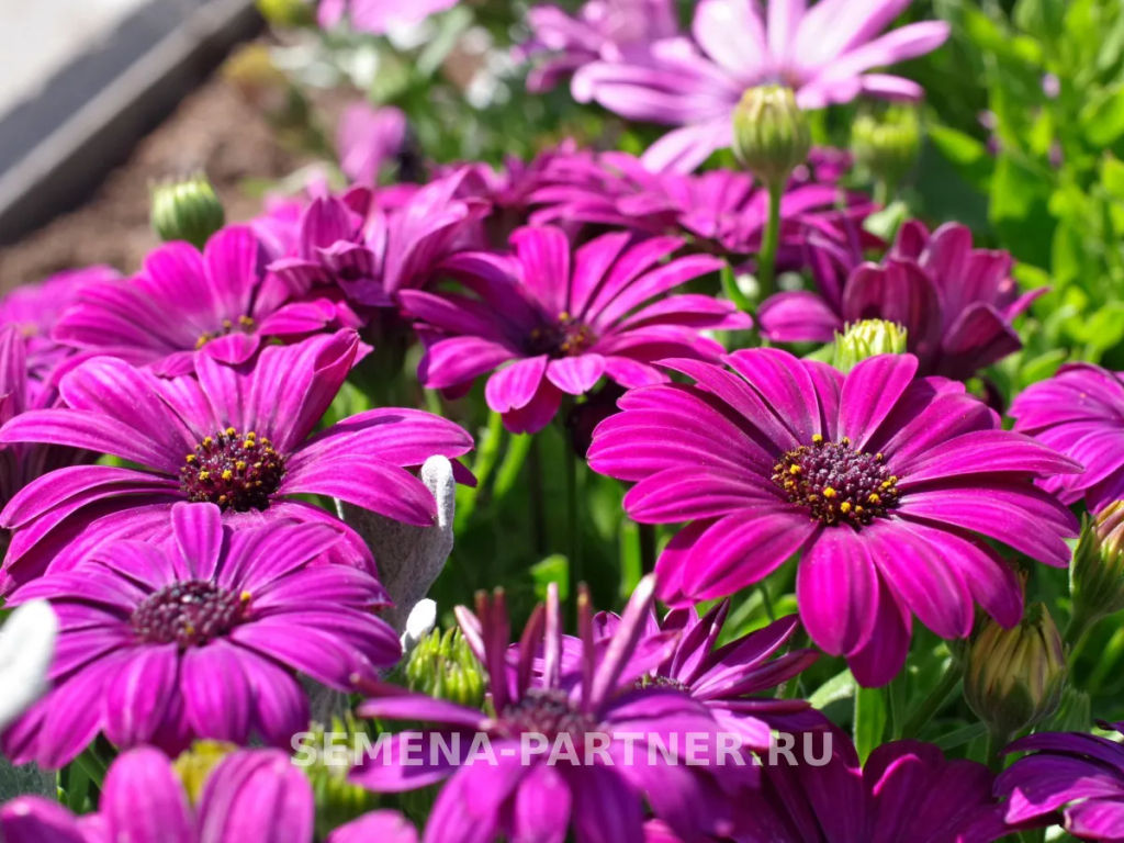 Остеоспермум Эклона Звезды Галактики Орион - Партнер фото 4