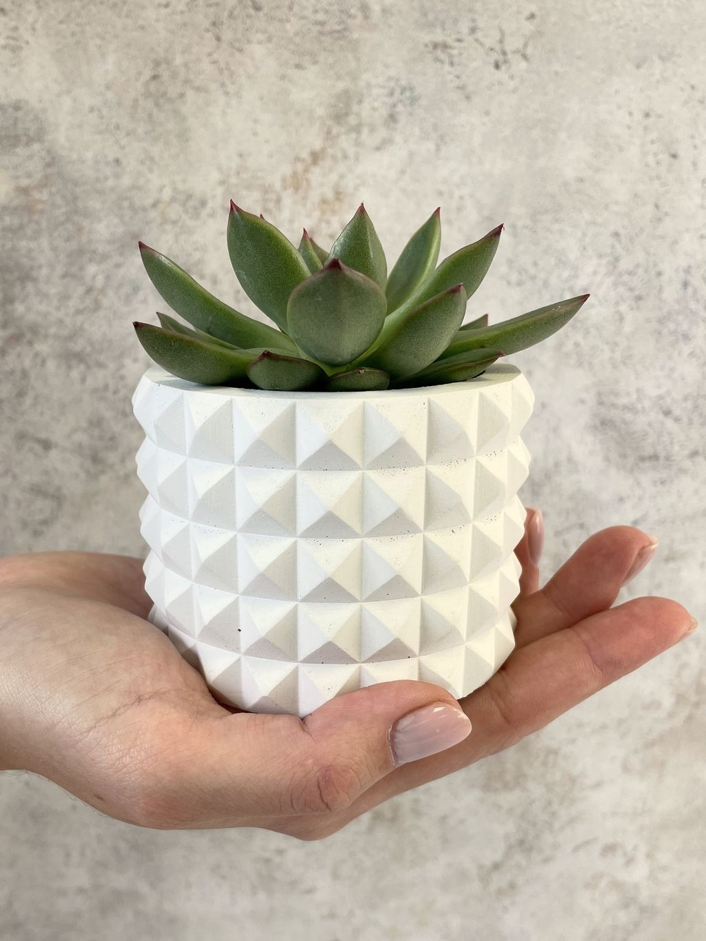 КАШПО КОЛЮЧКА MINI (8,5 х 6,5 см)