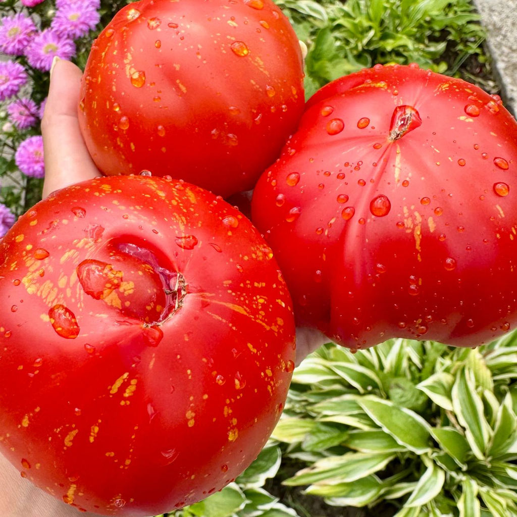 Марманде де Монплеё  Новинка: 2025 года