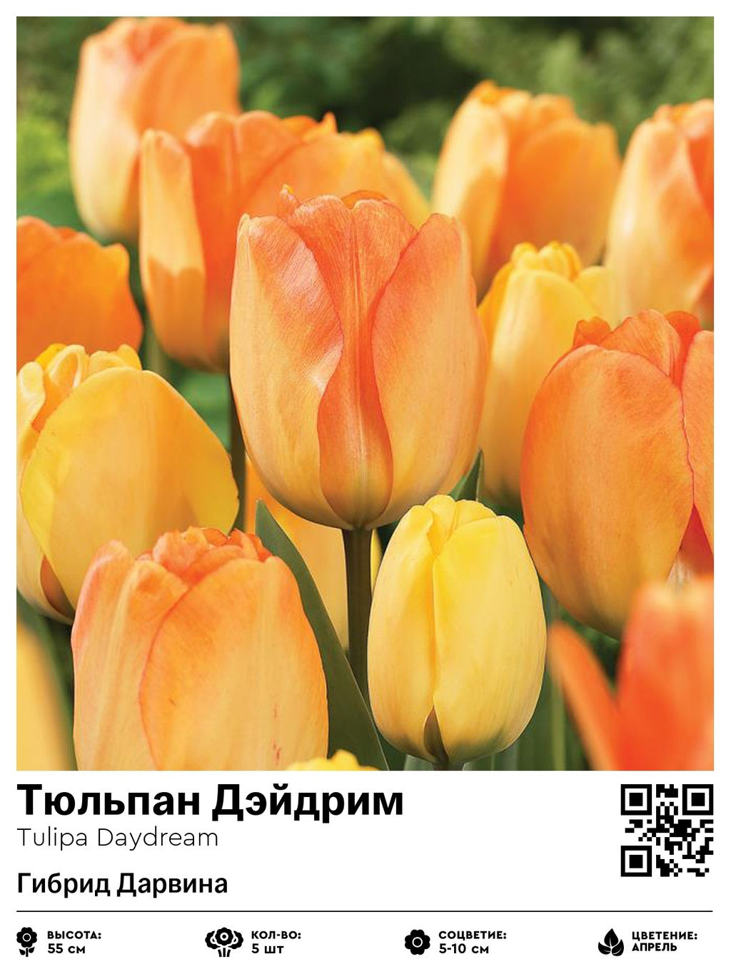 Тюльпан Daydream (Гибрид Дарвина) - Голландские луковицы фото 2